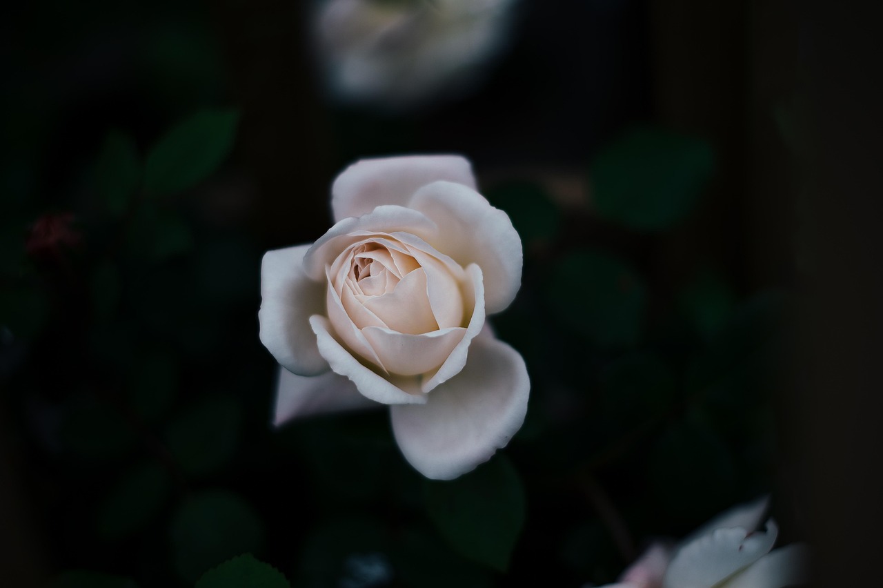 Giardino delle Rose